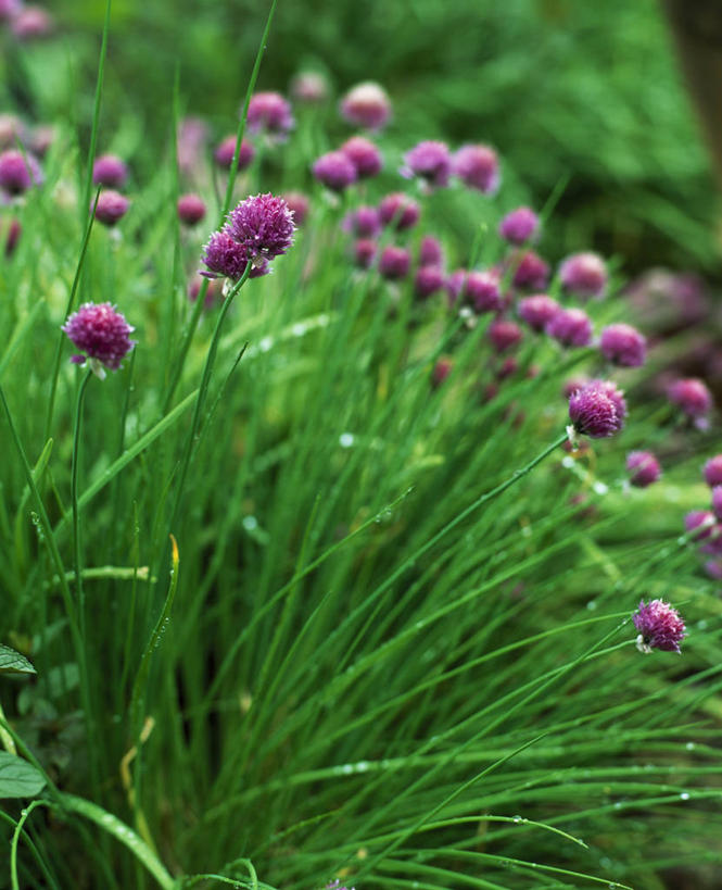 无人,竖图,室外,白天,美景,植物,叶子,英国,景观,英格兰,花,花瓣,粉色,自然,景色,摄影,细香葱,草本,自然风光,柔焦,彩图,对焦