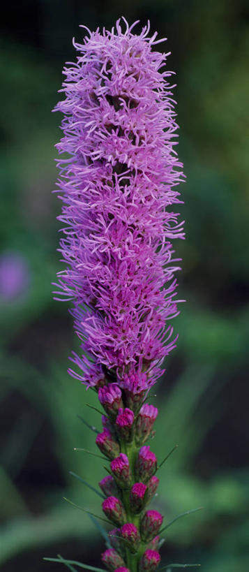 无人,竖图,全景,室外,特写,白天,美景,植物,英国,景观,英格兰,花,花瓣,粉色,自然,夏天,景色,摄影,自然风光,彩图,鹿舌草,多年生植物