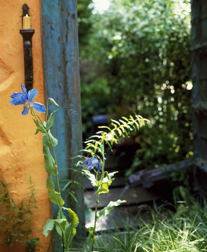 室外,白天,美景,植物,墙,庭院,景观,小路,花,蓝色,自然,夏天,景色,摄影,自然风光,花园路