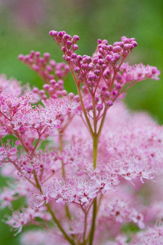 无人,竖图,室外,特写,白天,美景,植物,绣线菊,英国,景观,英格兰,花,花瓣,粉色,自然,夏天,祈福,景色,摄影,自然风光,努力,蚂蝗梢,彩图