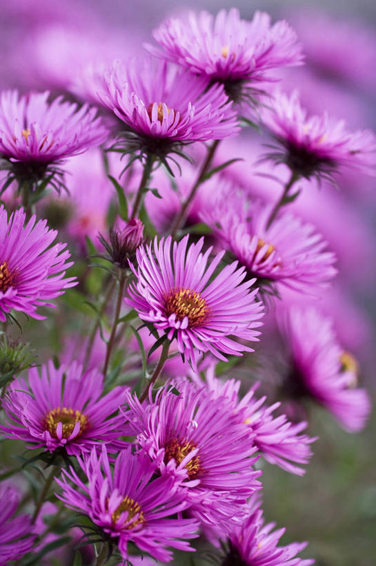 无人,竖图,室外,特写,白天,美景,植物,英国,景观,英格兰,花,花瓣,粉色,自然,景色,摄影,自然风光,柔焦,紫苑,秋天,彩图,对焦