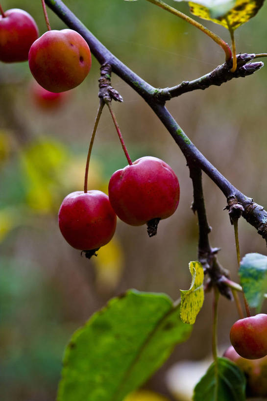 无人,竖图,室外,特写,白天,美景,植物,水果,英国,景观,海棠,果树,英格兰,树,树木,红色,绿色,自然,景色,摄影,生长,成长,自然风光,苹果树,落叶树,秋天,彩图