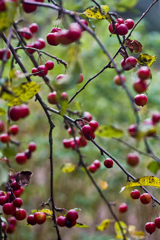 无人,竖图,室外,特写,白天,美景,植物,水果,英国,景观,海棠,果树,英格兰,树,树木,红色,绿色,自然,景色,摄影,生长,成长,自然风光,苹果树,落叶树,秋天,彩图,对焦