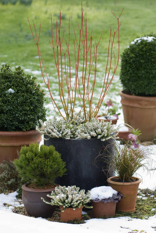 无人,竖图,室外,白天,美景,雪,植物,松树,花盆,英国,景观,冬天,英格兰,自然,容器,景色,摄影,灌木,自然风光,山茱萸,落叶树,常绿树,菟葵,黄杨木,莎草,彩图,对焦,多年生植物