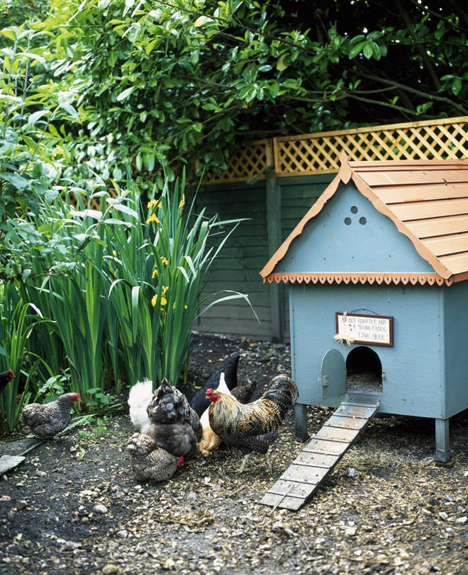 无人,竖图,室外,白天,美景,植物,鸡,英国,鸟类,庭院,景观,家禽,英格兰,自然,动物,夏天,景色,摄影,牲畜,涂料,自然风光,鸡笼,母鸡,彩图