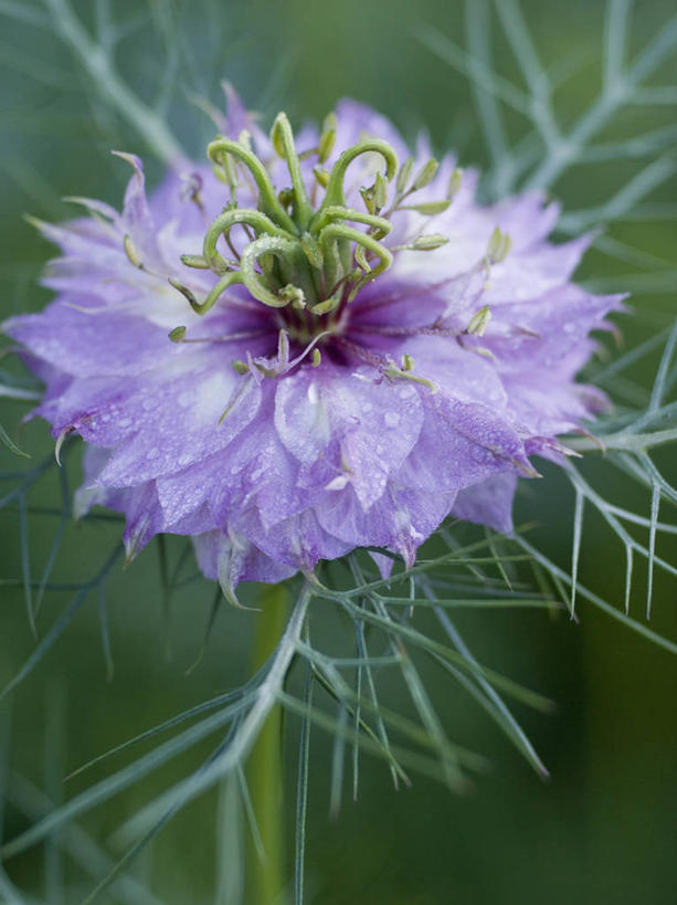 无人,竖图,室外,特写,白天,美景,植物,英国,盛开,景观,调味,香料,佐料,花蕾,英格兰,花,花瓣,花朵,鲜花,一朵,紫色,自然,夏天,花苞,花蕊,景色,摄影,葛缕子,配料,自然风光,作料,彩图,对焦