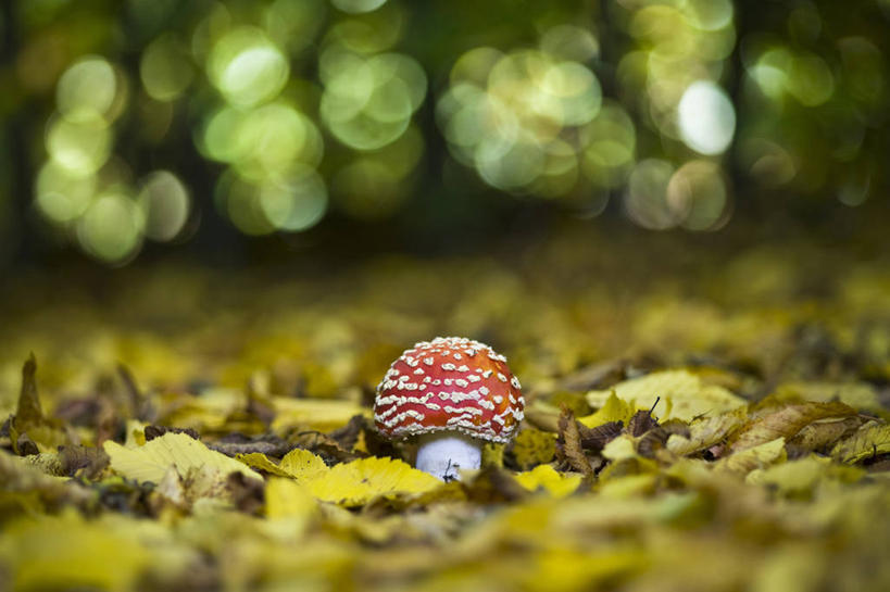 无人,横图,室外,特写,白天,留白,镜头眩光,美景,植物,英国,景观,蘑菇,英格兰,红色,白色,自然,景色,摄影,真菌,自然风光,柔焦,式样,毒蘑菇,秋天,彩图