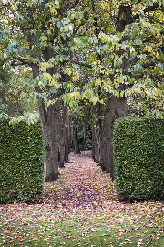 无人,果园,竖图,室外,白天,美景,植物,叶子,英国,对称,庭院,景观,小路,果树,樱桃树,英格兰,树,自然,景色,摄影,灌木,自然风光,落叶树,树篱,秋天,彩图