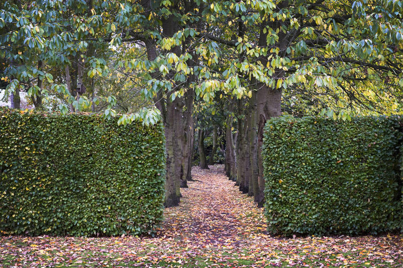 无人,果园,横图,室外,白天,美景,植物,叶子,英国,对称,庭院,景观,小路,果树,樱桃树,英格兰,树,自然,景色,摄影,灌木,自然风光,落叶树,树篱,秋天,彩图