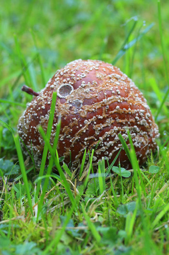 无人,竖图,室外,特写,白天,美景,植物,苹果,水果,英国,景观,园艺,破坏,英格兰,破损,草,自然,生病,景色,摄影,损坏,腐烂,自然风光,畸形,秋天,彩图,对焦