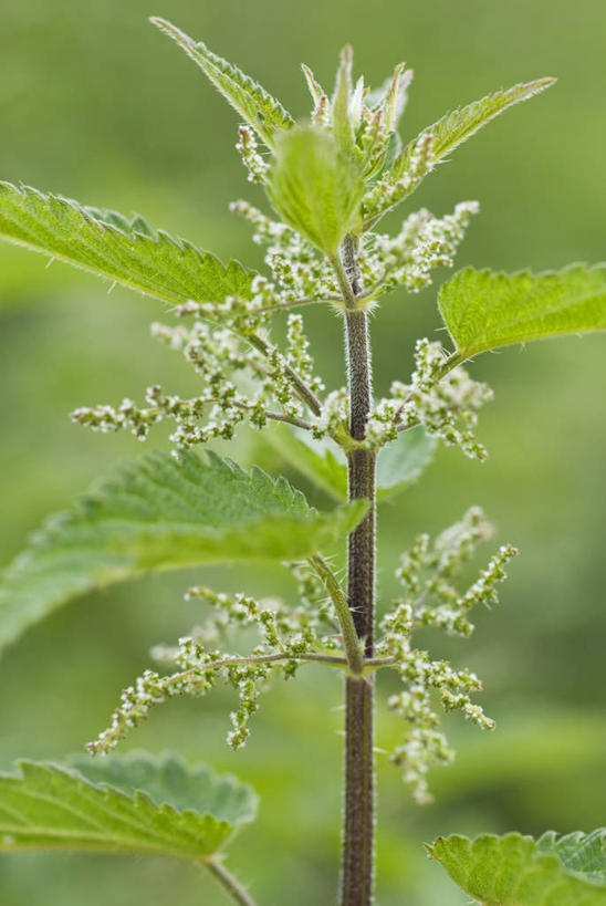 无人,竖图,室外,特写,白天,美景,植物,叶子,英国,景观,野花,英格兰,花,绿色,白色,自然,夏天,景色,摄影,草本,自然风光,刺荨麻,彩图,对焦