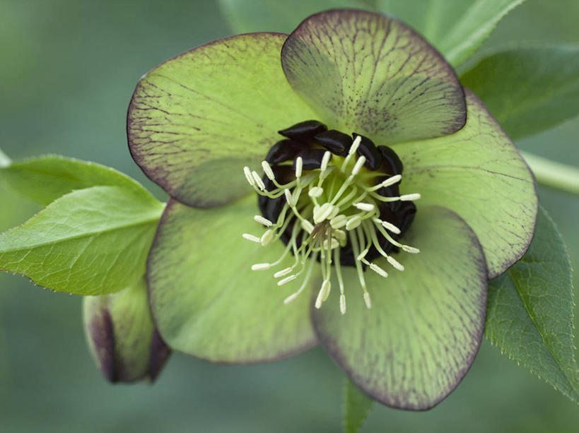 无人,横图,室外,特写,白天,美景,植物,英国,景观,英格兰,花,花瓣,粉色,绿色,自然,景色,摄影,自然风光,菟葵,式样,彩图,对焦