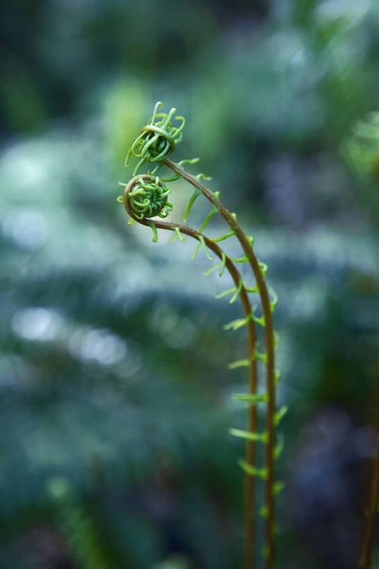 无人,竖图,室外,特写,白天,留白,美景,植物,叶子,英国,开,景观,英格兰,绿色,自然,景色,摄影,蕨类,显现,自然风光,彩图,对焦