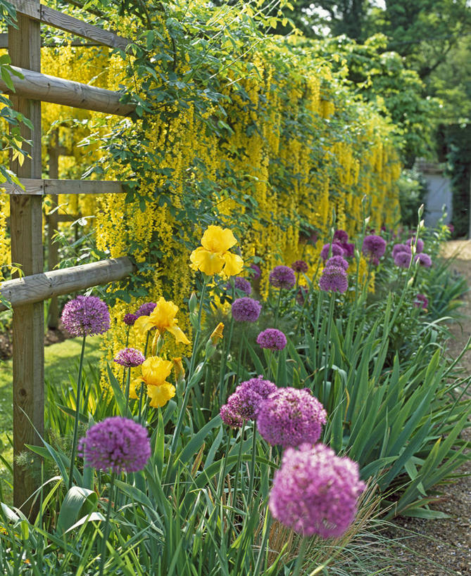 无人,攀登,竖图,室外,白天,美景,植物,英国,花坛,庭院,景观,篱笆,英格兰,花,粉色,黄色,紫色,自然,春天,景色,摄影,多样,灌木,鸢尾,自然风光,金链花,彩图,多年生植物