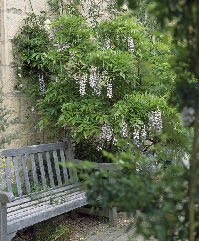 无人,攀登,竖图,室外,白天,美景,植物,家具,英国,木制,长椅,墙,庭院,景观,紫藤,英格兰,座位,花,自然,夏天,景色,摄影,灌木,自然风光,落叶树,彩图,对焦