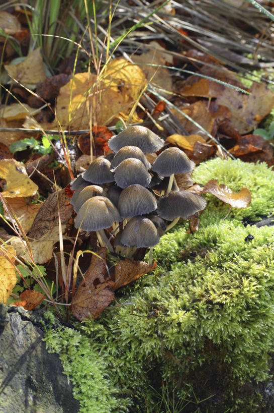 无人,竖图,室外,特写,白天,美景,植物,英国,景观,褐色,英格兰,自然,景色,摄影,真菌,自然风光,秋天,彩图,对焦