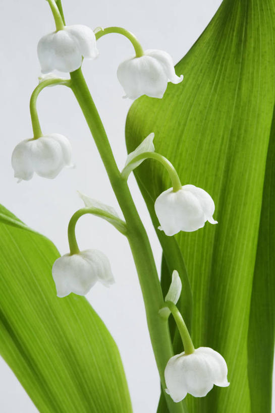 无人,竖图,特写,白色背景,美景,植物,景观,花,花瓣,白色,自然,景色,摄影,铃兰,自然风光,彩图,影棚拍摄,对焦