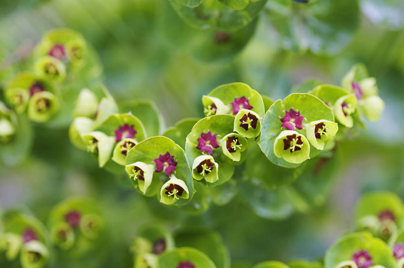 无人,横图,室外,特写,白天,美景,植物,英国,景观,草药,药草,英格兰,中药,花,红色,绿色,自然,春天,景色,摄影,自然风光,药材,中草药,中药材,本草,马利筋,彩图