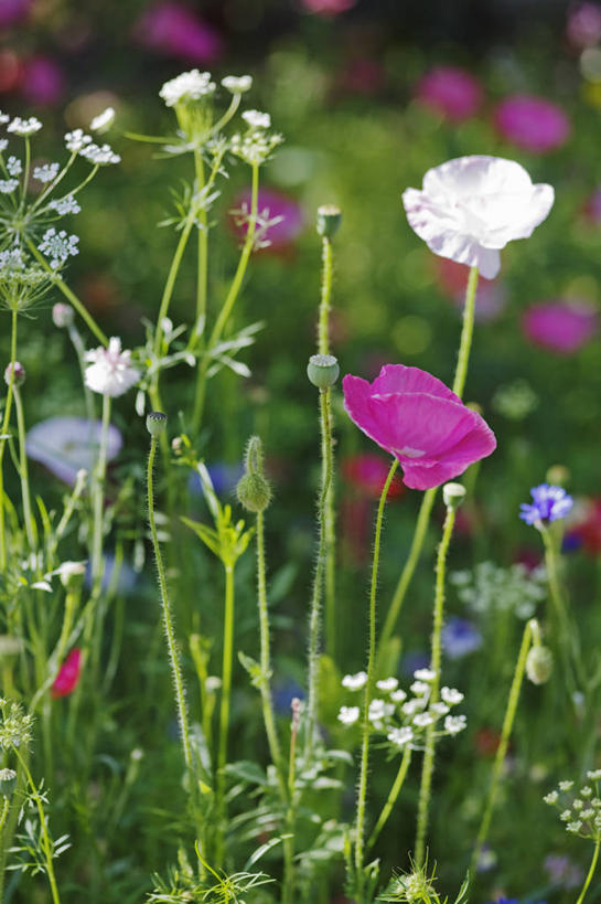 无人,竖图,室外,白天,草地,美景,植物,英国,景观,英格兰,花,花瓣,粉色,白色,自然,夏天,景色,摄影,自然风光,矢车菊,彩图,对焦