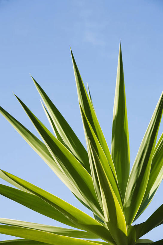 无人,竖图,室外,白天,美景,植物,叶子,西班牙,景观,蓝色,绿色,天空,自然,夏天,景色,摄影,灌木,锋利,尖锐,荆棘,自然风光,常绿树,丝兰,马德拉,大西洋群岛,彩图,肉质植物