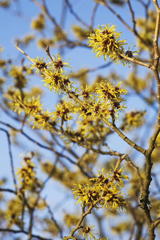 无人,竖图,室外,特写,白天,美景,植物,英国,景观,冬天,英格兰,花,花瓣,树,黄色,自然,景色,摄影,灌木,自然风光,落叶树,彩图,北美金缕梅