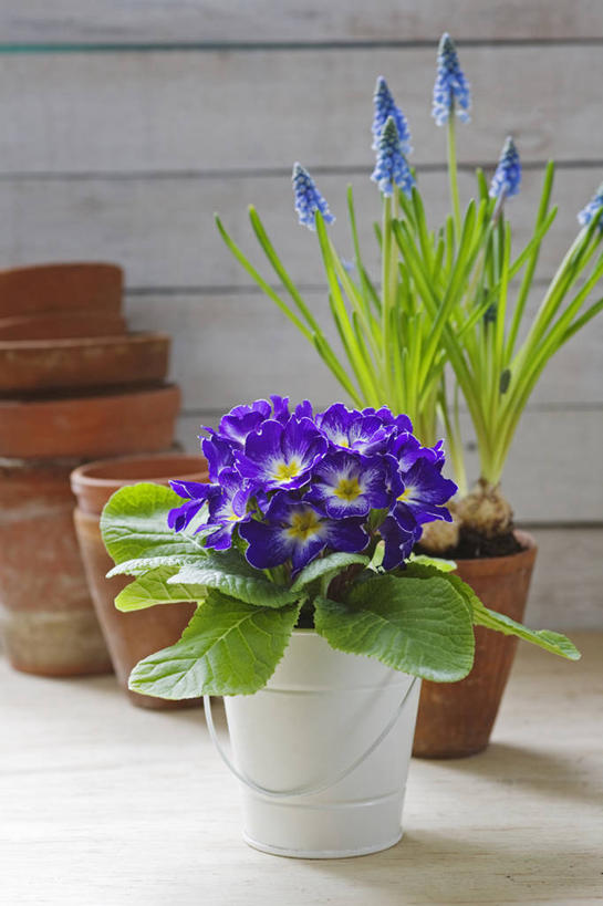 无人,竖图,室内,特写,白天,美景,植物,静物,花盆,珐琅,英国,景观,英格兰,花,蓝色,紫色,自然,容器,春天,景色,摄影,自然风光,樱草花,葡萄风信子,彩图