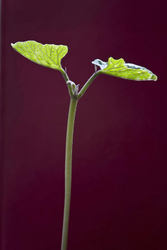 无人,竖图,特写,农业,美景,植物,蔬菜,静物,叶子,英国,红色背景,景观,园艺,英格兰,绿色,自然,景色,摄影,生长,显现,自然风光,秧苗,红花菜豆,彩图,对焦