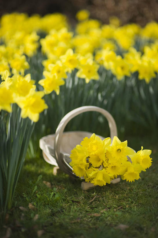 无人,竖图,室外,特写,白天,美景,植物,水仙花,静物,英国,木制,景观,园艺,英格兰,花,黄色,自然,花束,春天,景色,摄影,自然风光,柔焦,彩图,对焦