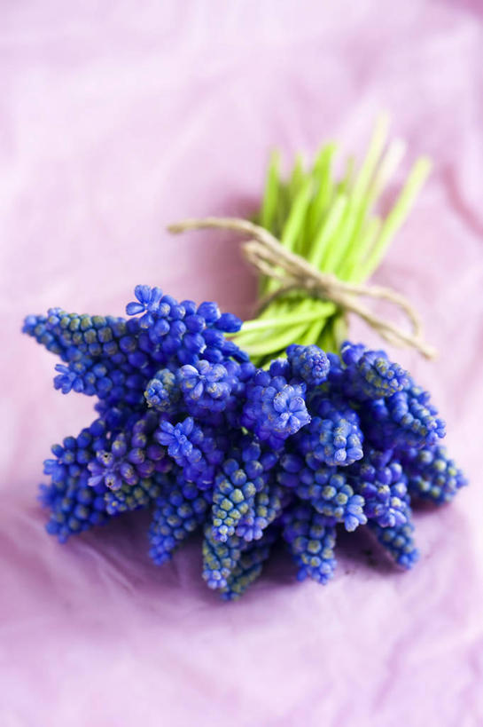 无人,竖图,特写,留白,美景,植物,静物,粉色背景,景观,花,蓝色,自然,花束,景色,摄影,自然风光,柔焦,葡萄风信子,彩图,影棚拍摄,对焦