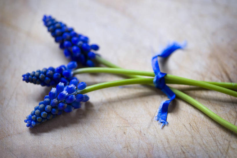无人,横图,特写,美景,植物,静物,景观,缎带,花,三个,蓝色,自然,花束,景色,摄影,自然风光,柔焦,葡萄风信子,彩图,影棚拍摄,对焦