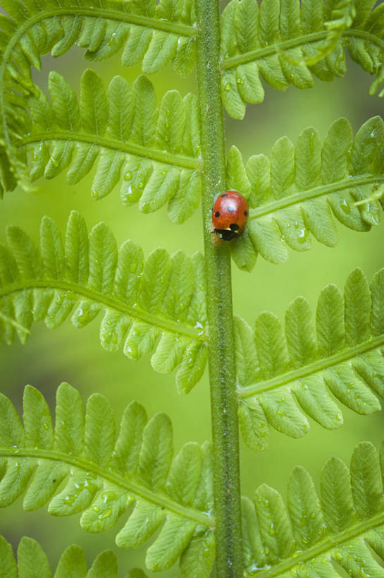 无人,竖图,室外,特写,白天,美景,植物,野生动物,瓢虫,叶子,英国,昆虫,天牛,景观,英格兰,红色,绿色,自然,春天,景色,摄影,蕨类,自然风光,复叶,彩图