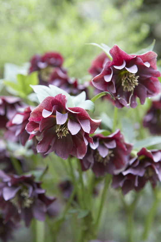 无人,竖图,室外,特写,白天,美景,植物,英国,景观,英格兰,花,粉色,自然,春天,景色,摄影,自然风光,菟葵,彩图