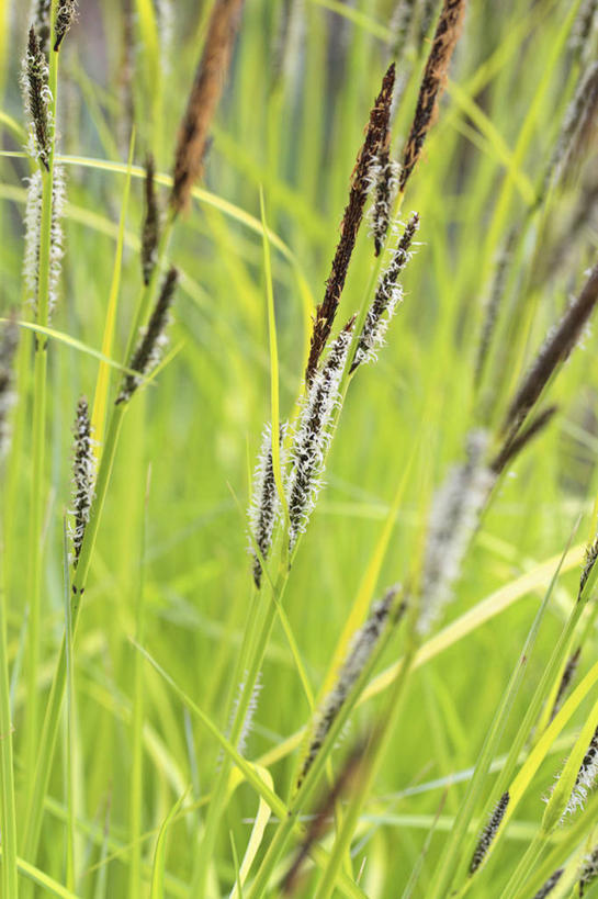 无人,竖图,室外,特写,白天,美景,植物,英国,景观,褐色,英格兰,草,白色,自然,春天,景色,摄影,自然风光,观赏草,彩图,对焦