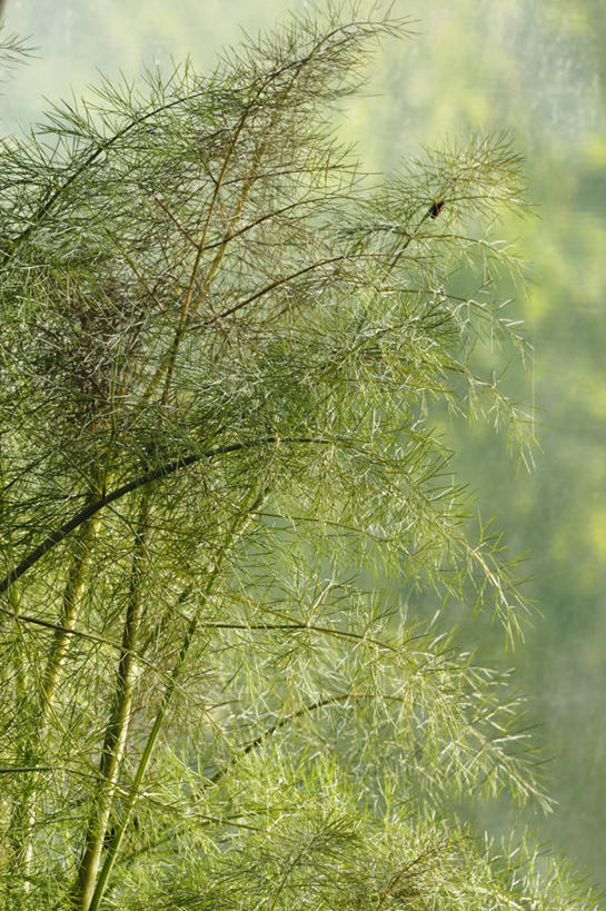 无人,竖图,室外,特写,白天,美景,植物,叶子,英国,景观,食品,饮食,英格兰,绿色,自然,茴香,夏天,景色,摄影,草本,自然风光,彩图,对焦