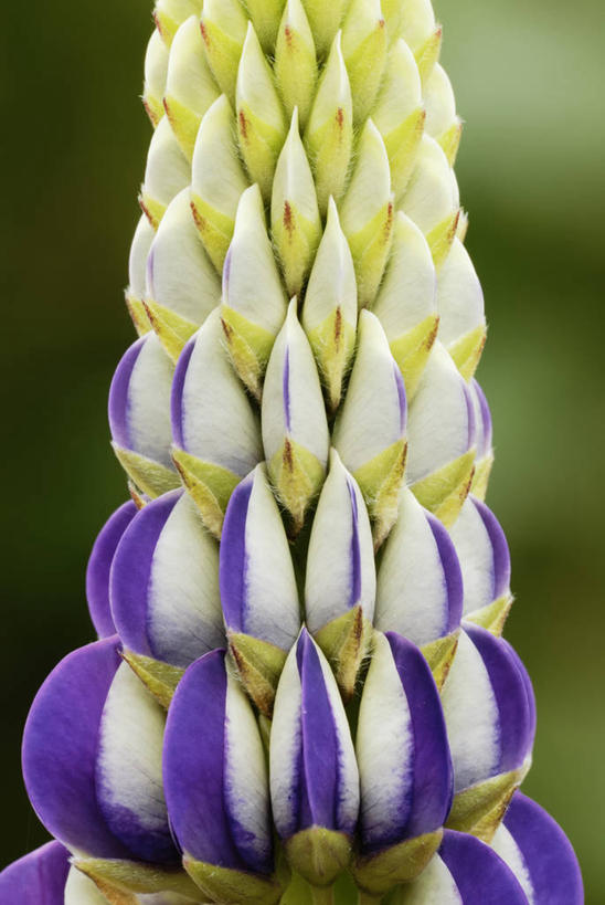 无人,竖图,室外,特写,白天,美景,植物,英国,景观,花蕾,英格兰,花,紫色,白色,自然,夏天,景色,摄影,自然风光,白羽扇豆,式样,彩图