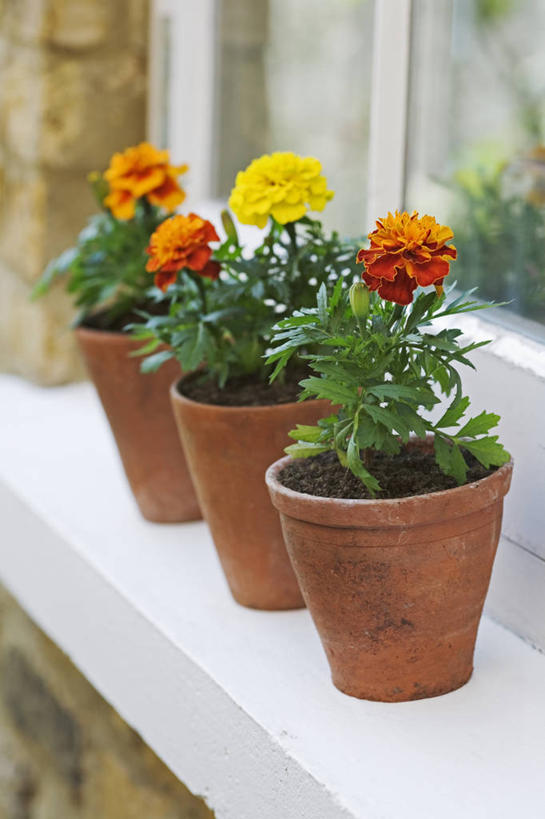 无人,竖图,室外,特写,白天,美景,植物,静物,花盆,英国,景观,万寿菊,英格兰,窗台,花,黄色,自然,容器,夏天,景色,摄影,自然风光,彩图