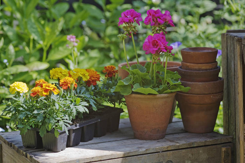 无人,横图,室外,白天,美景,植物,静物,花盆,英国,塑胶,景观,万寿菊,英格兰,花,粉色,黄色,自然,容器,景色,摄影,天竺葵,自然风光,彩图