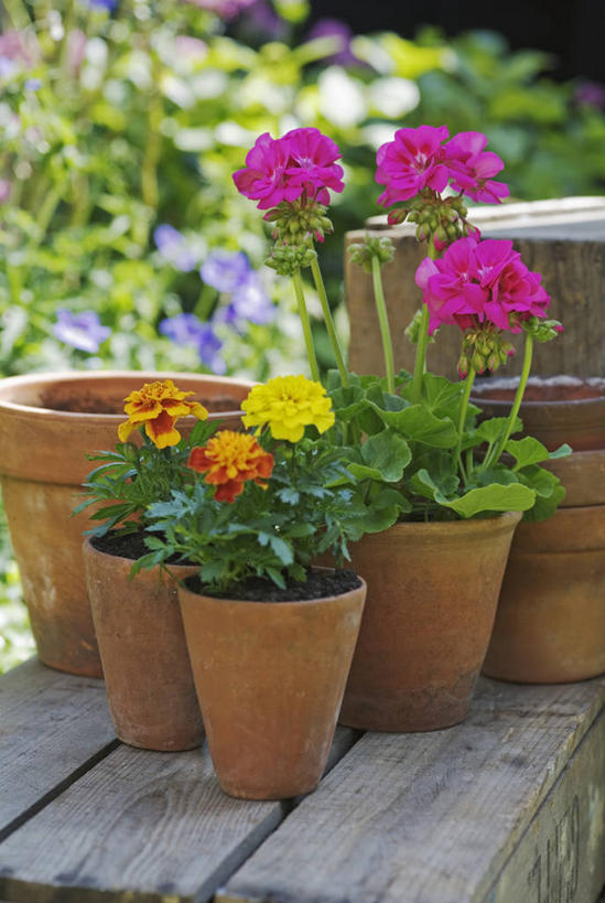 无人,竖图,室外,白天,美景,植物,静物,花盆,英国,景观,万寿菊,英格兰,花,粉色,黄色,自然,容器,夏天,橙色,景色,摄影,天竺葵,自然风光,彩图