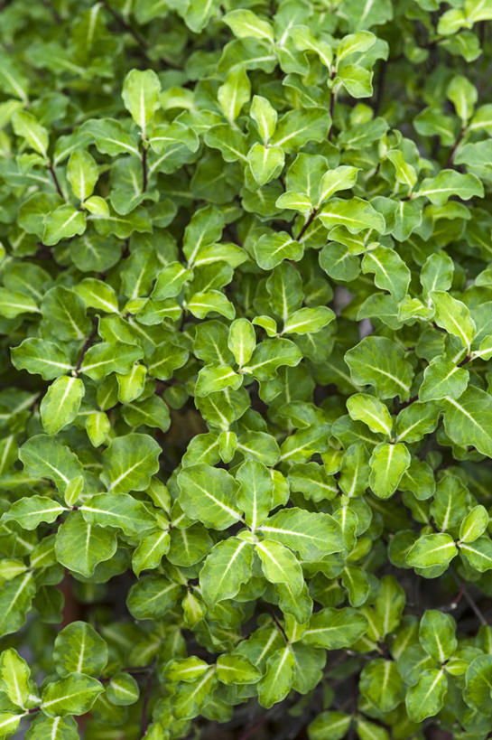 无人,竖图,室外,特写,白天,美景,植物,叶子,英国,景观,英格兰,绿色,自然,景色,摄影,海桐花,灌木,自然风光,常绿树,彩图,对焦