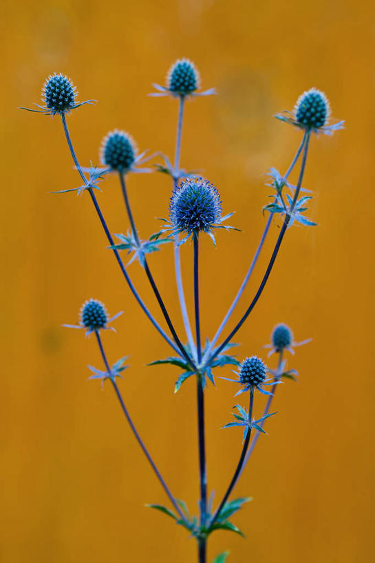 无人,竖图,室外,特写,白天,美景,植物,英国,橙色背景,景观,英格兰,花,蓝色,自然,景色,摄影,荆棘,自然风光,彩图