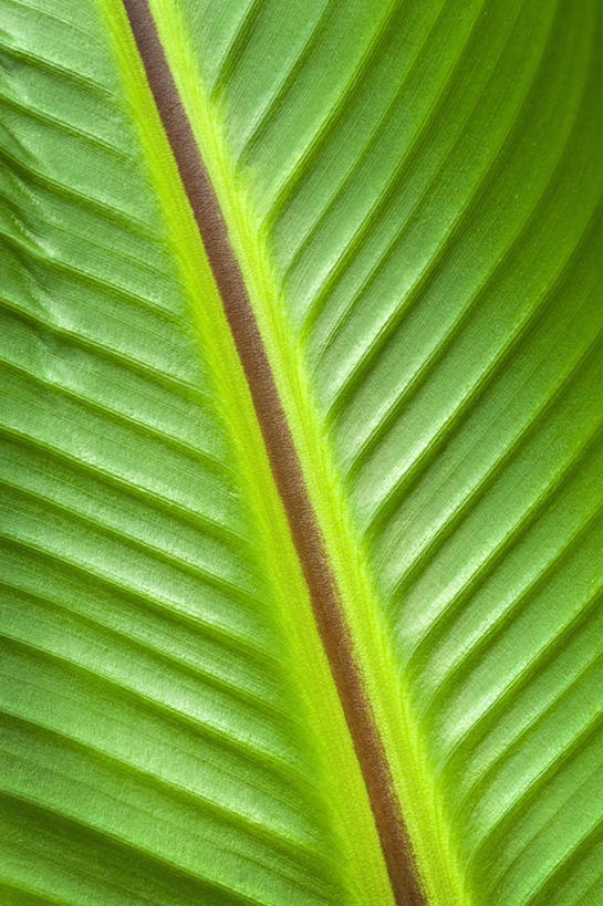 无人,竖图,室外,特写,白天,背景,微距,美景,植物,棕榈树,香蕉,叶子,英国,景观,香蕉树,英格兰,绿色,自然,景色,摄影,自然风光,彩图,全画面,全框架,全帧,全画幅
