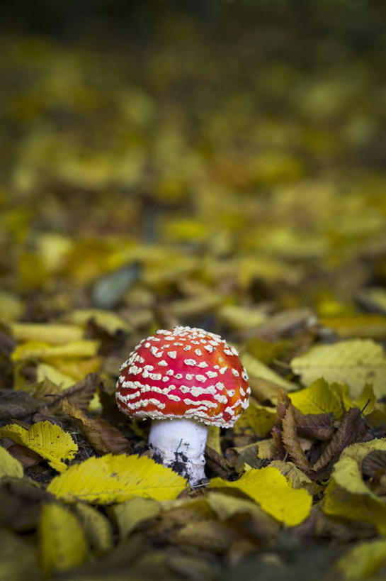 无人,竖图,室外,特写,白天,留白,美景,植物,英国,景观,蘑菇,英格兰,红色,白色,自然,景色,摄影,真菌,自然风光,柔焦,式样,毒蘑菇,秋天,彩图,对焦