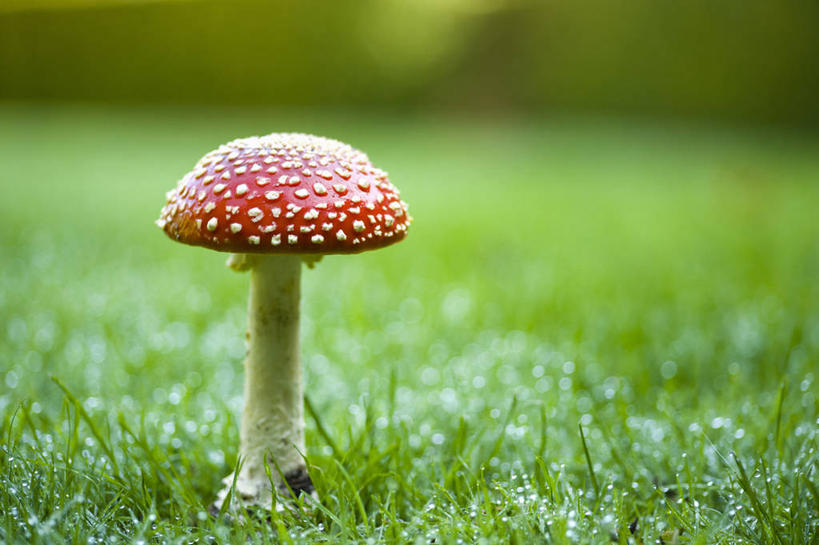 无人,横图,室外,特写,白天,留白,草坪,美景,植物,英国,景观,蘑菇,英格兰,草,红色,白色,自然,景色,摄影,真菌,自然风光,柔焦,式样,毒蘑菇,秋天,彩图