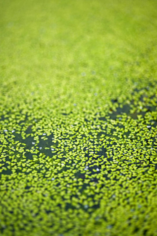 无人,竖图,室外,特写,白天,美景,植物,叶子,英国,池塘,景观,浮萍,英格兰,绿色,自然,景色,摄影,自然风光,彩图