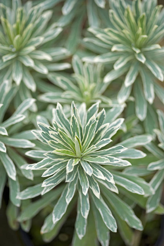 无人,竖图,室外,特写,白天,美景,植物,叶子,英国,景观,草药,药草,英格兰,中药,绿色,白色,灰色,自然,景色,摄影,自然风光,药材,中草药,中药材,本草,马利筋,彩图,对焦