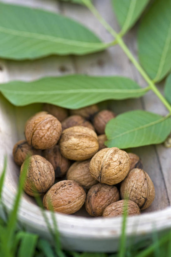 无人,竖图,室外,特写,白天,农业,农作物,美景,植物,静物,叶子,英国,木制,景观,食品,坚果,褐色,饮食,英格兰,绿色,自然,景色,摄影,自然风光,选择,胡桃,胡桃树,秋天,彩图,对焦