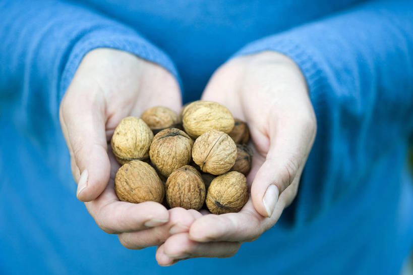 中年人,手,一个人,横图,室外,特写,白天,正面,农业,农作物,美景,植物,英国,一把,景观,园艺,食品,拿着,饮食,英格兰,自然,景色,人体,摄影,生活方式,部分,自然风光,选择,胡桃,胡桃树,彩图