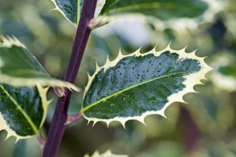 无人,横图,室外,特写,白天,美景,植物,叶子,英国,景观,英格兰,冬青树,绿色,白色,自然,景色,摄影,灌木,荆棘,自然风光,常绿树,彩图,对焦