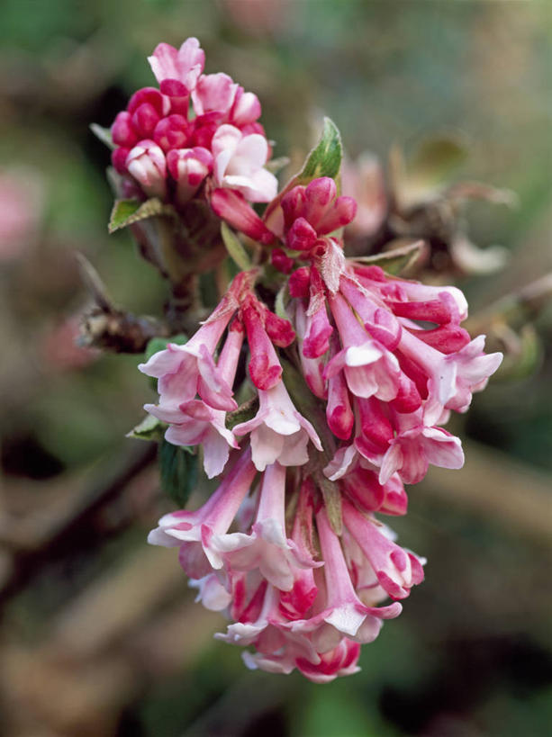 无人,竖图,室外,特写,白天,美景,植物,景观,闻,花,粉色,自然,景色,摄影,灌木,自然风光,荚莲,彩图,孩儿拳