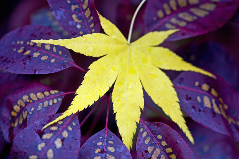 室外,白天,美景,植物,枫树,叶子,景观,枫叶,黄色,紫色,自然,景色,摄影,灌木,自然风光,落叶树,秋天